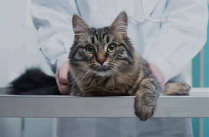 VetSelect Animal Hospital of Dearborn Heights 10