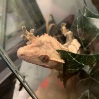YGD's Aquatics ico