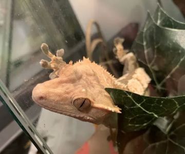 YGD's Aquatics