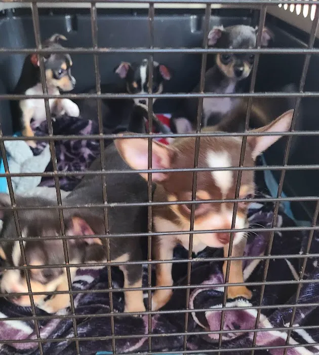 Amazon Animal Clinic 5