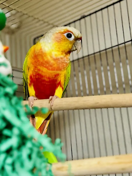 A Little Bit of Heaven Aviary 4