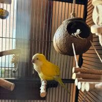 A Little Bit of Heaven Aviary ico