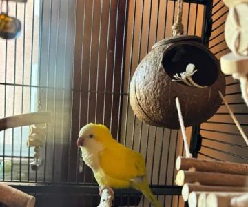 A Little Bit of Heaven Aviary