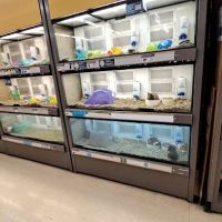 Petco ico