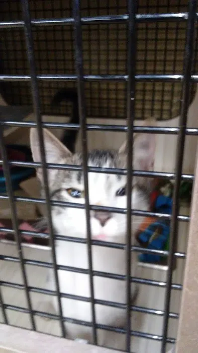 Petco 7