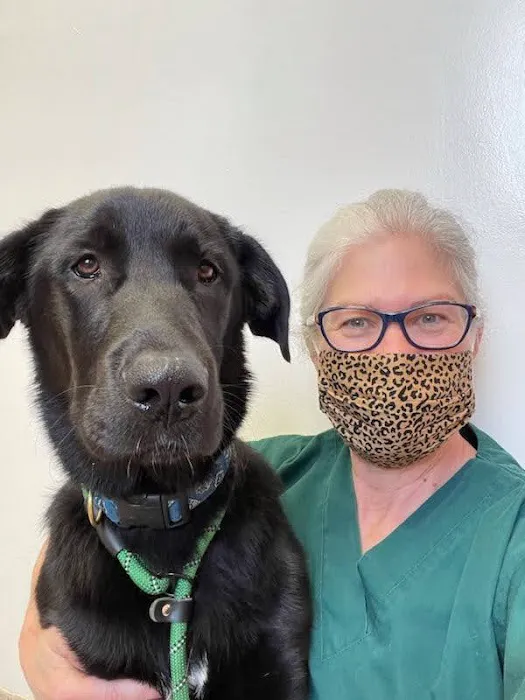 Dearborn Family Pet Care 8