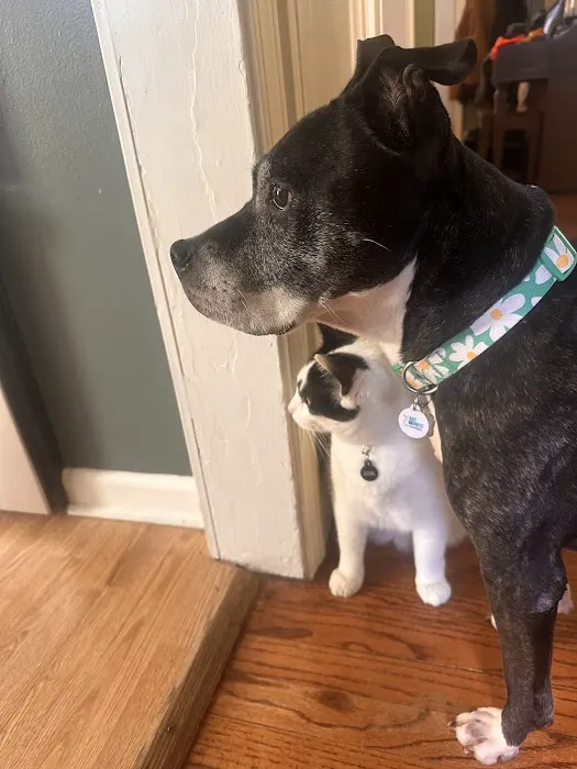 Dearborn Family Pet Care 1