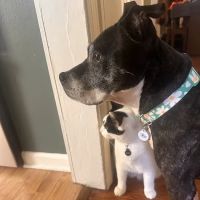 Dearborn Family Pet Care ico