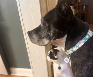 Dearborn Family Pet Care