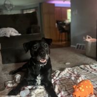Crossroads Veterinary Hospice ico