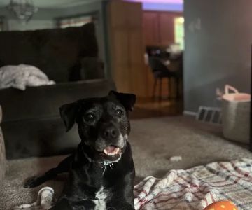 Crossroads Veterinary Hospice