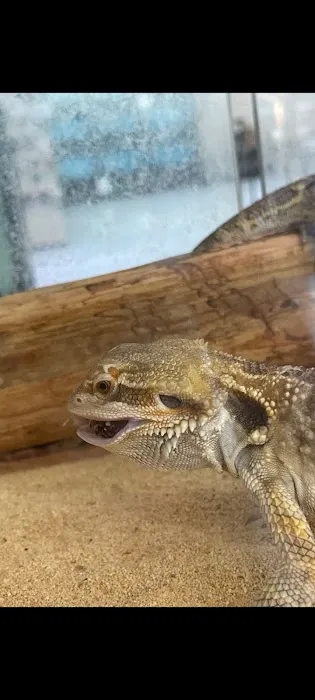 Royal Pets 4