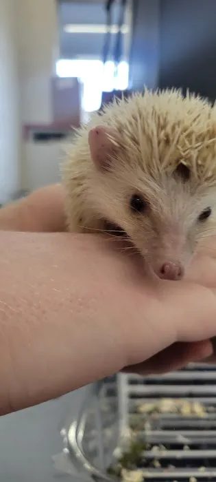 Royal Pets 3