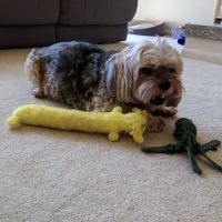 Great Lakes Veterinary Behavior Consultants ico