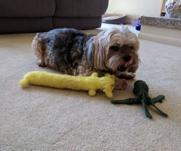 Great Lakes Veterinary Behavior Consultants