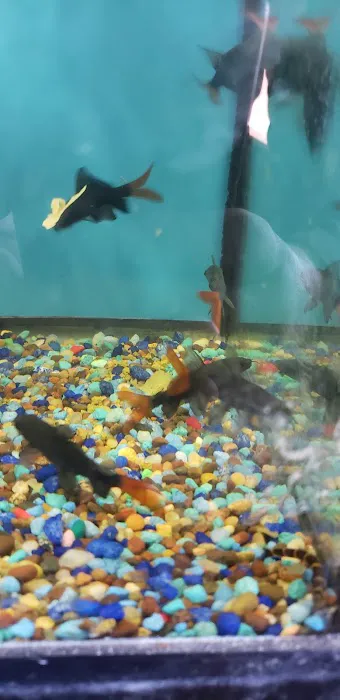 Midwest aquarium and pond. 4