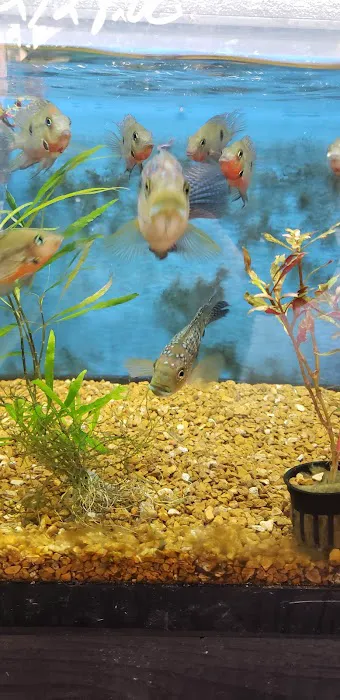 Midwest aquarium and pond. 6