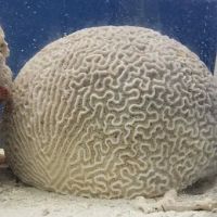 Midwest aquarium and pond. ico
