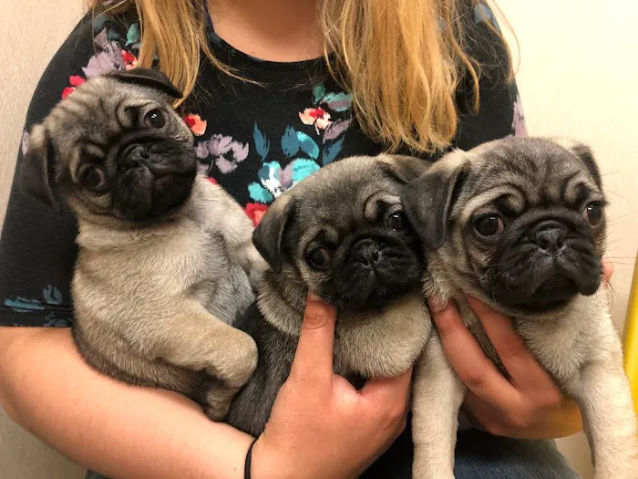 Allen Animal Hospital 6