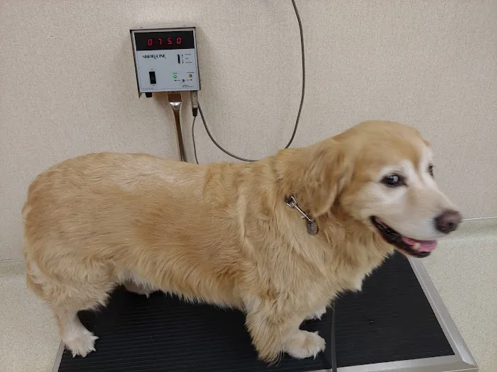 Allen Animal Hospital 10
