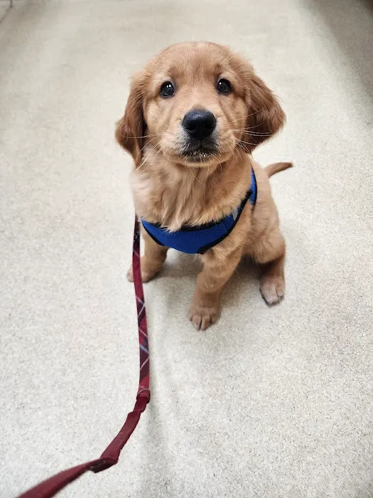 Allen Animal Hospital 5
