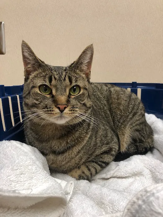 Allen Animal Hospital 7