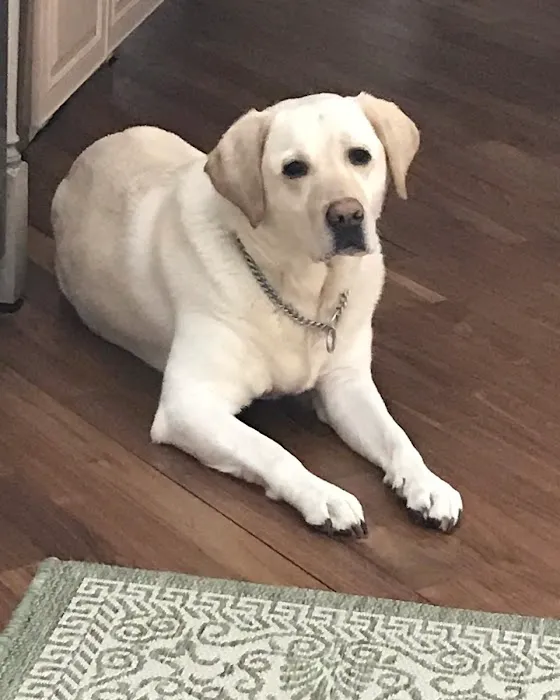 Allen Animal Hospital 4