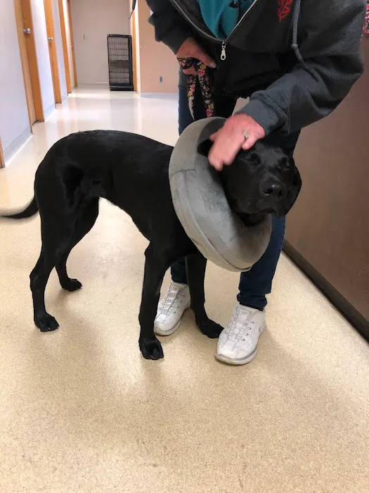 Allen Animal Hospital 8