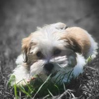 Jac Kennels ico