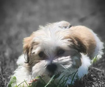 Jac Kennels