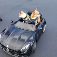 Island Animal Hospital at Viera ico
