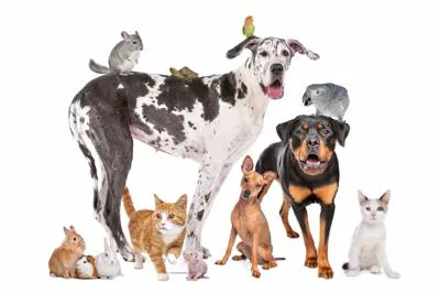 Coastal Animal Hospital 10