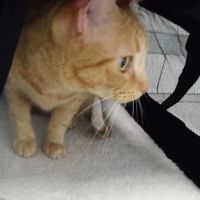 Coastal Animal Hospital ico