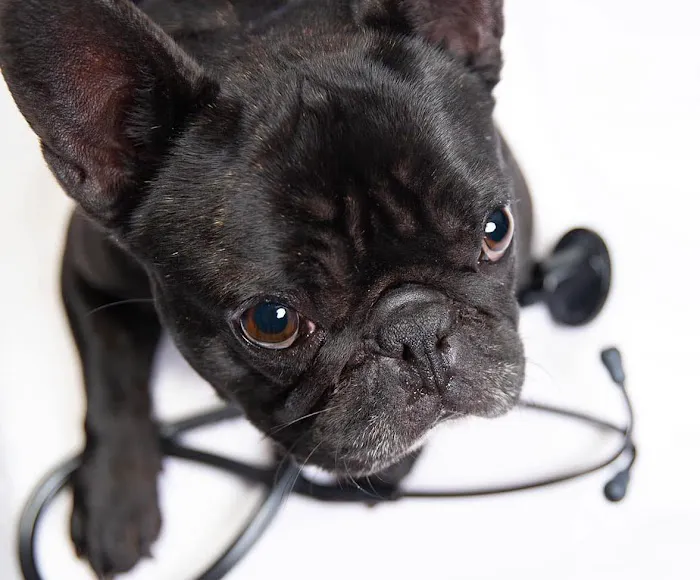 Florida Affordable Veterinary Services 1