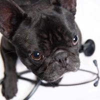 Florida Affordable Veterinary Services ico