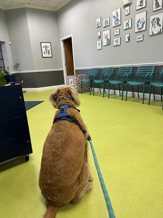 Florida Affordable Veterinary Services 3
