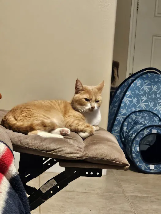 Florida Affordable Veterinary Services 7
