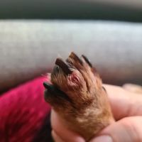 Schroeck Veterinary Care ico