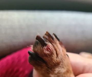 Schroeck Veterinary Care
