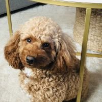 Rockledge Animal Clinic ico