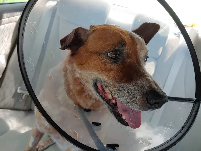 Rockledge Animal Clinic 10