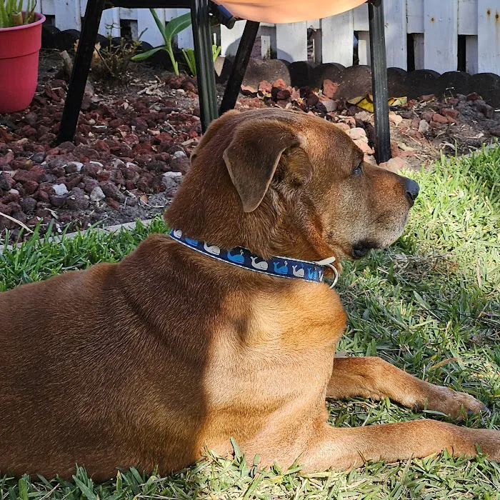 Rockledge Animal Clinic 7
