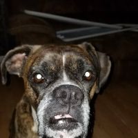 Applewood Animal Hospital ico