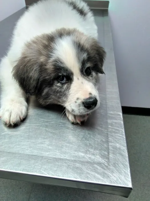 Palmetto Veterinary Medicine & Surgery 5