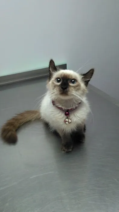 Palmetto Veterinary Medicine & Surgery 2