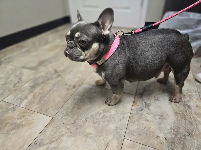 Palmetto Veterinary Medicine & Surgery 6