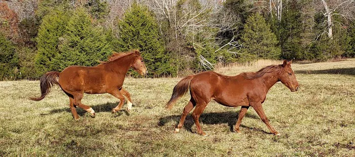 TopGun Veterinarian Service LLC 4
