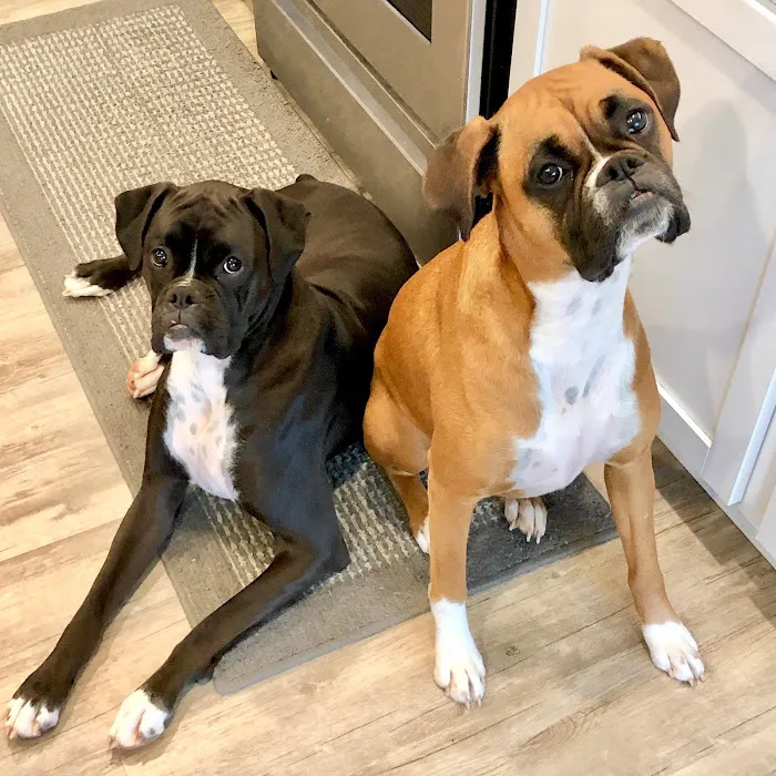 TopGun Veterinarian Service LLC 9