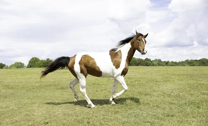 TopGun Veterinarian Service LLC 7