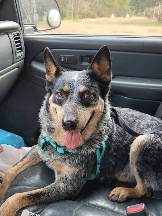 TopGun Veterinarian Service LLC 3